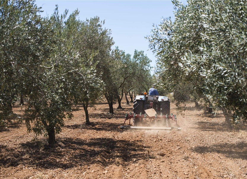 Inside Agrolidya: How We Manage Your Grove in Türkiye for Maximum Return